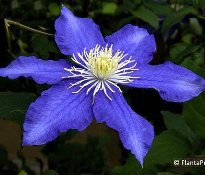 Clematis 'Lasurstern'