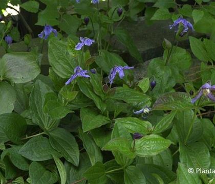 Clematis integrifolia