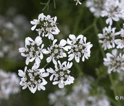 Coriandrum sativum Coriandrum sativum