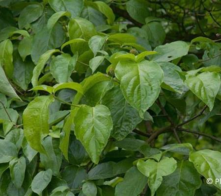 Cornus 'Ascona'