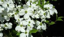 Blumenhartriegel