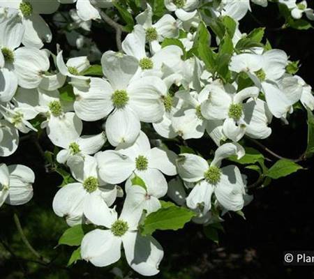 Cornus florida