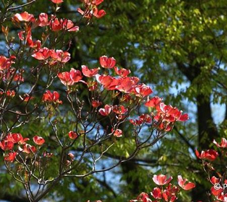 Cornus florida 'Cherokee Chief' Cornus florida 'Cherokee Chief'