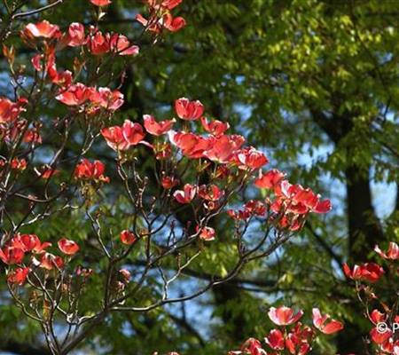 Cornus florida 'Cherokee Chief'