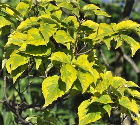 Cornus florida 'Rainbow' Cornus florida 'Rainbow'