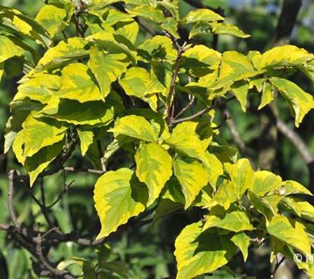 Cornus florida 'Rainbow'