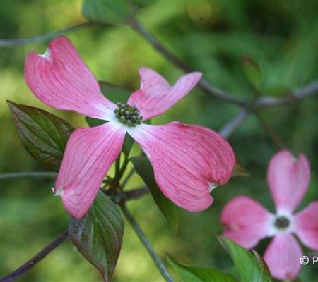 Cornus florida f. rubra Cornus florida f. rubra