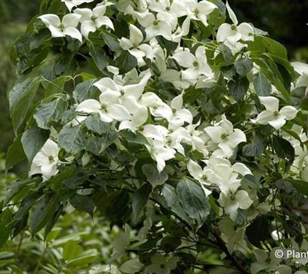 Cornus kousa 'China Girl'