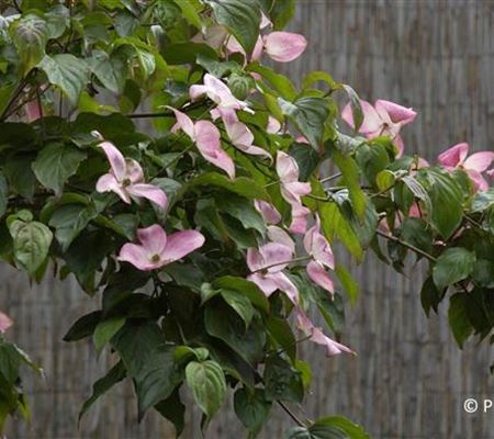 Cornus kousa 'Satomi' Cornus kousa 'Satomi'