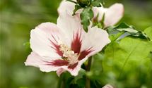 Hibiscus, Eibisch