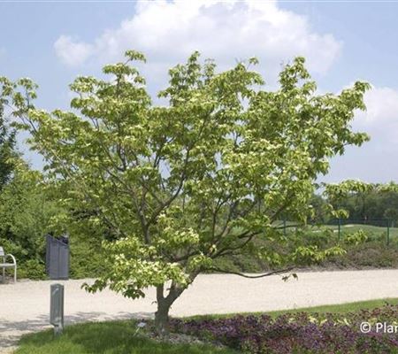 Cornus kousa 'Schmetterling' Cornus kousa 'Schmetterling'