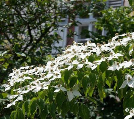 Cornus kousa var. chinensis