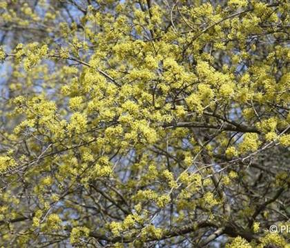 Cornus mas