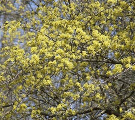 Cornus mas
