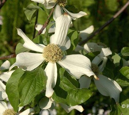 Cornus nuttallii