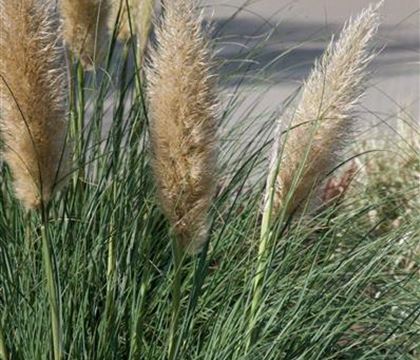 Cortaderia selloana 'Evita'