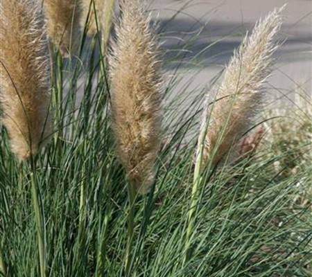 Cortaderia selloana 'Evita'