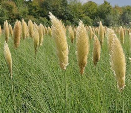 Cortaderia selloana 'Pumila'