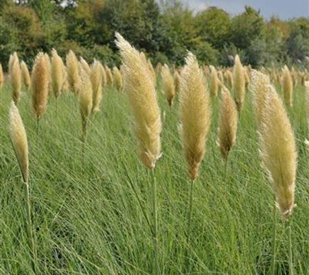 Cortaderia selloana 'Pumila' Cortaderia selloana 'Pumila'