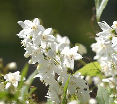 Deutzia gracilis Deutzia gracilis