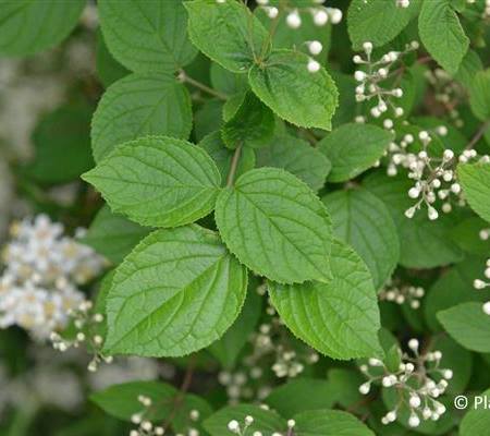 Deutzia scabra