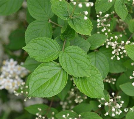 Deutzia scabra