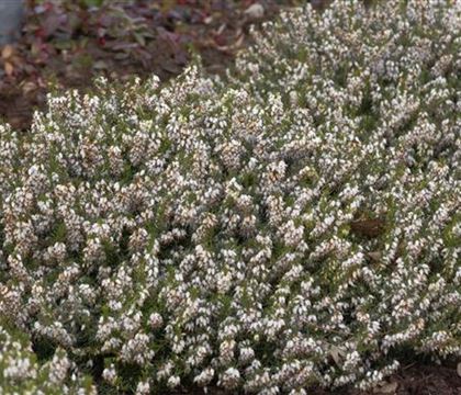 Erica carnea 'Alba'