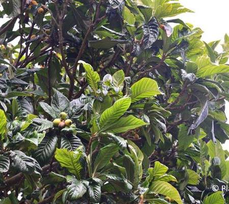 Eriobotrya japonica