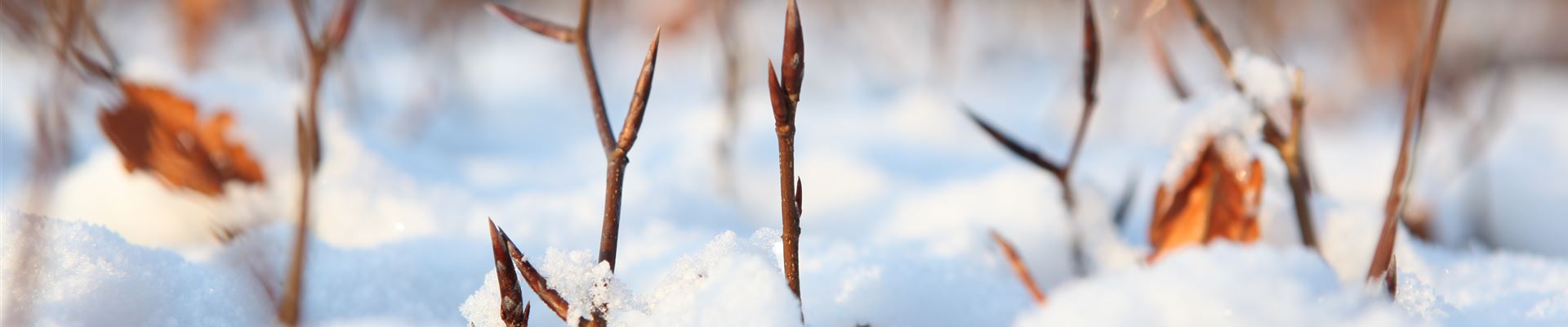 GS456464.jpg GS456464.jpg