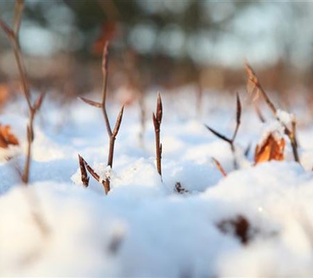 Den Garten winterfest machen Den Garten winterfest machen