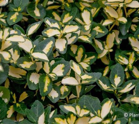 Euonymus fortunei 'Blondy' Euonymus fortunei 'Blondy'