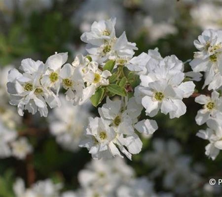 Exochorda 'The Bride'