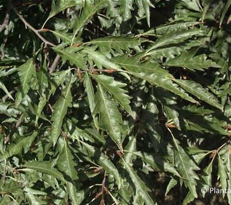 Fagus sylvatica 'Aspleniifolia' Fagus sylvatica 'Aspleniifolia'
