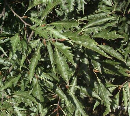 Fagus sylvatica 'Aspleniifolia'