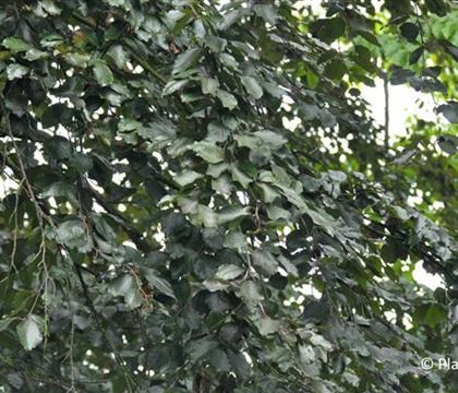 Fagus sylvatica 'Atropunicea'