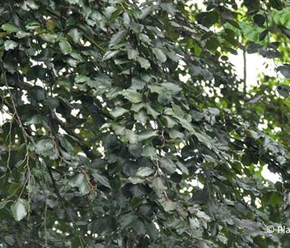 Fagus sylvatica 'Atropunicea'