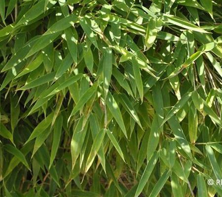 Fargesia murieliae 'Jumbo' Fargesia murieliae 'Jumbo'