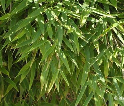 Fargesia murieliae 'Jumbo' Fargesia murieliae 'Jumbo'