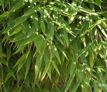 Fargesia murieliae 'Jumbo'