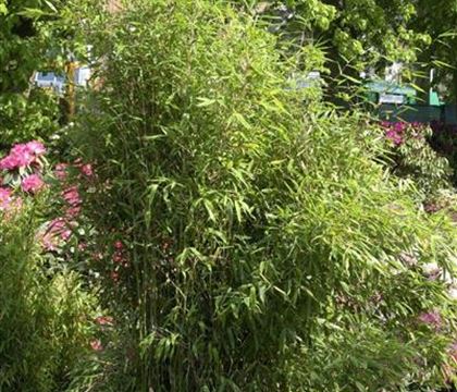 Fargesia scabrida 'Asian Wonder' Fargesia scabrida 'Asian Wonder'