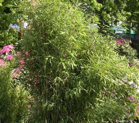 Fargesia scabrida 'Asian Wonder' Fargesia scabrida 'Asian Wonder'