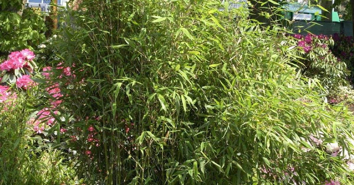 farn herrenhausen Polystichum setiferum Herrenhausen – 6 Pflanzen – Ø9cm – Höhe 10-25cm