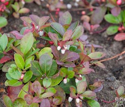 Gaultheria procumbens Gaultheria procumbens