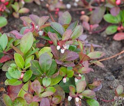 Gaultheria procumbens
