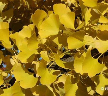 Ginkgo biloba 'Fastigiata'
