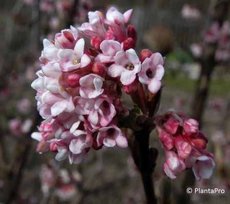 Viburnum bodnantense (x) 'Dawn'