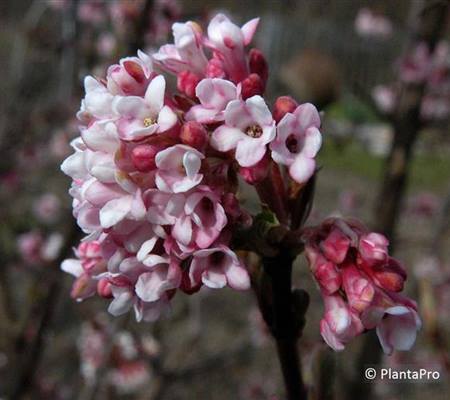 Viburnum bodnantense (x) 'Dawn'