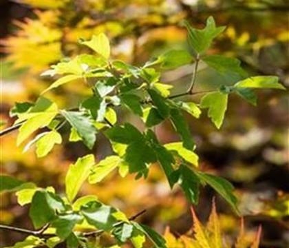 Abies koreana