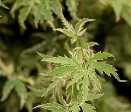 Acer palmatum 'Butterfly'