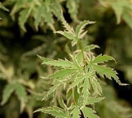 Acer palmatum 'Butterfly'